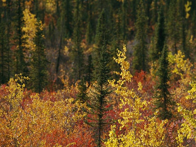Raymond Gehman Birch Trees Are Yellowed by The Autumn Season Art Painting