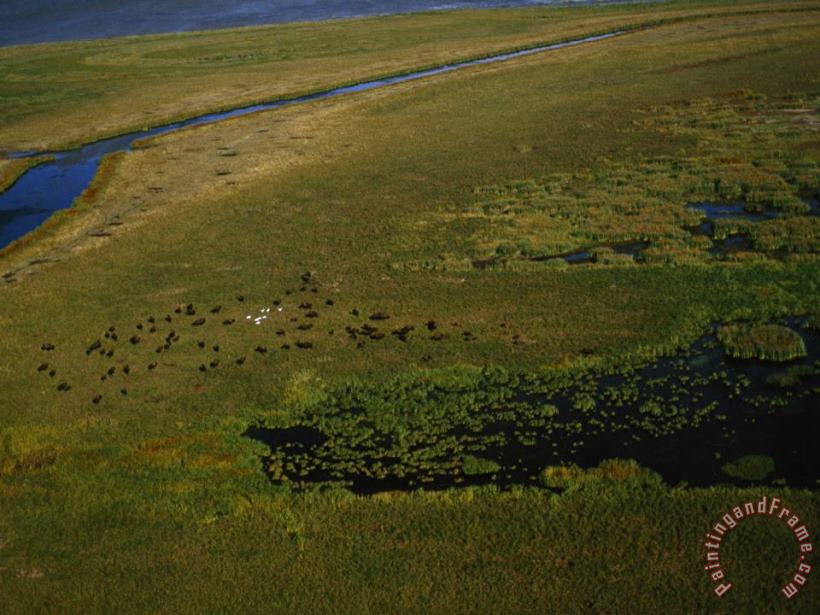Raymond Gehman Bison Graze And Rest in The Green of The Peace Athabasca Delta Art Print