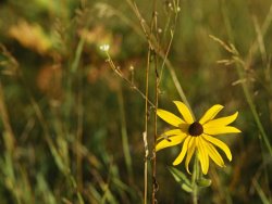 Raymond Gehman Black Eye Susan Among Grasses And Weedy Plants