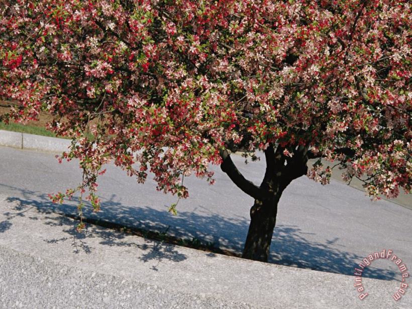 Blossoms on a Cherry Tree in Arlington Cemetery painting - Raymond Gehman Blossoms on a Cherry Tree in Arlington Cemetery Art Print