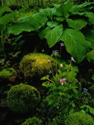 Raymond Gehman Blue Violets Mosses And Skunk Cabbage in a Red Maple Swamp