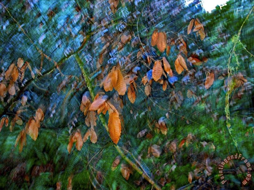 Raymond Gehman Blurred Motion Shot of Tree Branches And Leaves in Old Growth Forest Art Painting