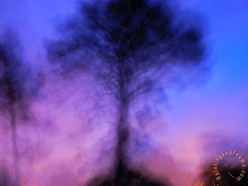 Raymond Gehman Blurred Shot of Tree in San Francisco Park Art Painting