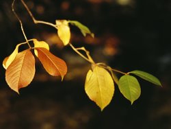 Raymond Gehman Branch of Sassafras Leaves in Fall Colors