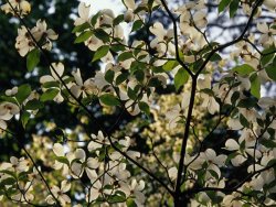 Raymond Gehman Branches of a Dogwood Tree in Bloom