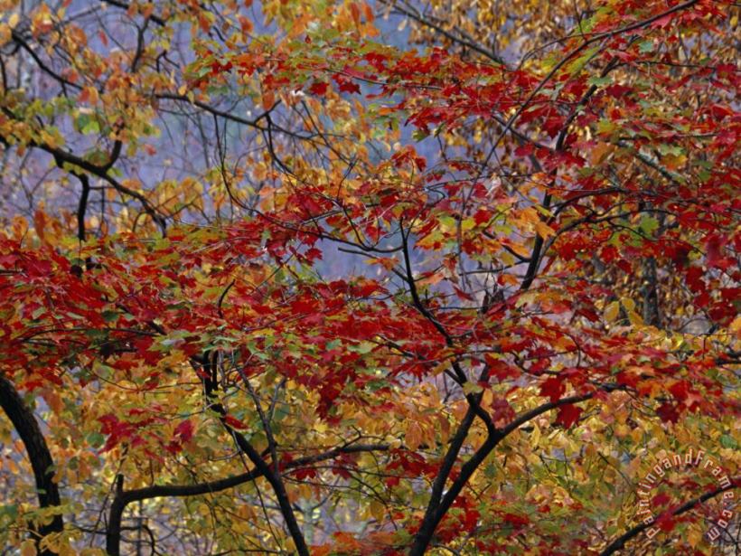 Branches of Red Maple Tree Weave a Colorful Fall Tapestry painting - Raymond Gehman Branches of Red Maple Tree Weave a Colorful Fall Tapestry Art Print