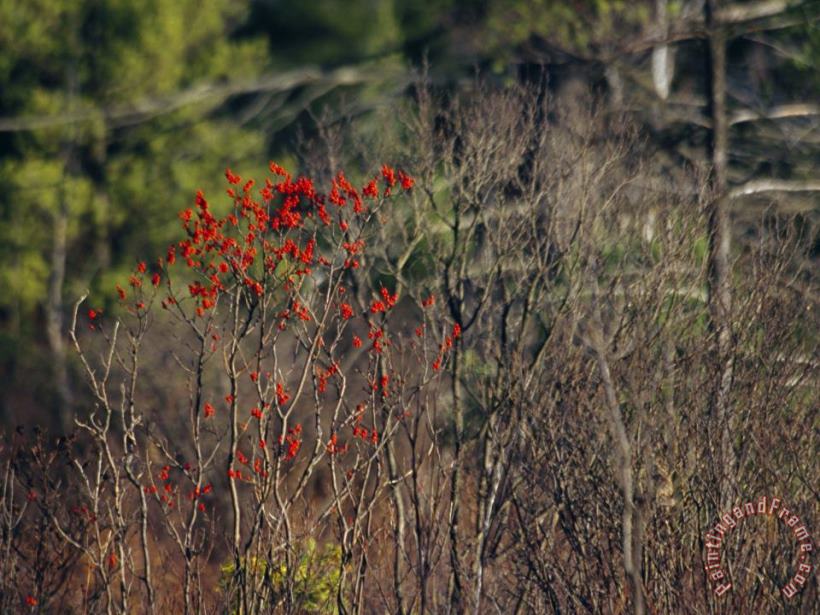 Bright Red Berries of The Serviceberry Bush Brighten a Swamp Habitat painting - Raymond Gehman Bright Red Berries of The Serviceberry Bush Brighten a Swamp Habitat Art Print