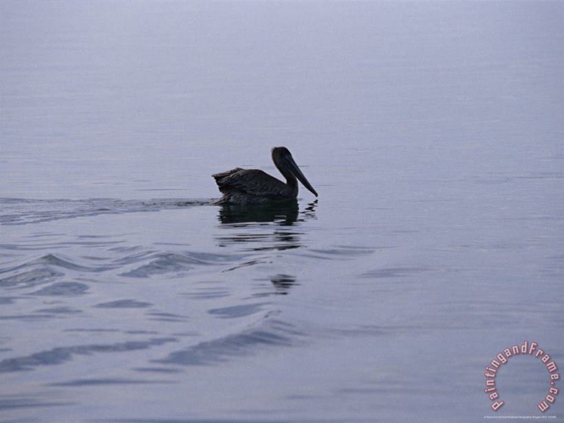 Brown Pelican Swimming Along The Water S Surface painting - Raymond Gehman Brown Pelican Swimming Along The Water S Surface Art Print