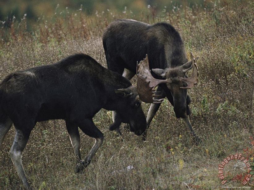 Bull Moose Alces Alces Spar During Breeding Season painting - Raymond Gehman Bull Moose Alces Alces Spar During Breeding Season Art Print