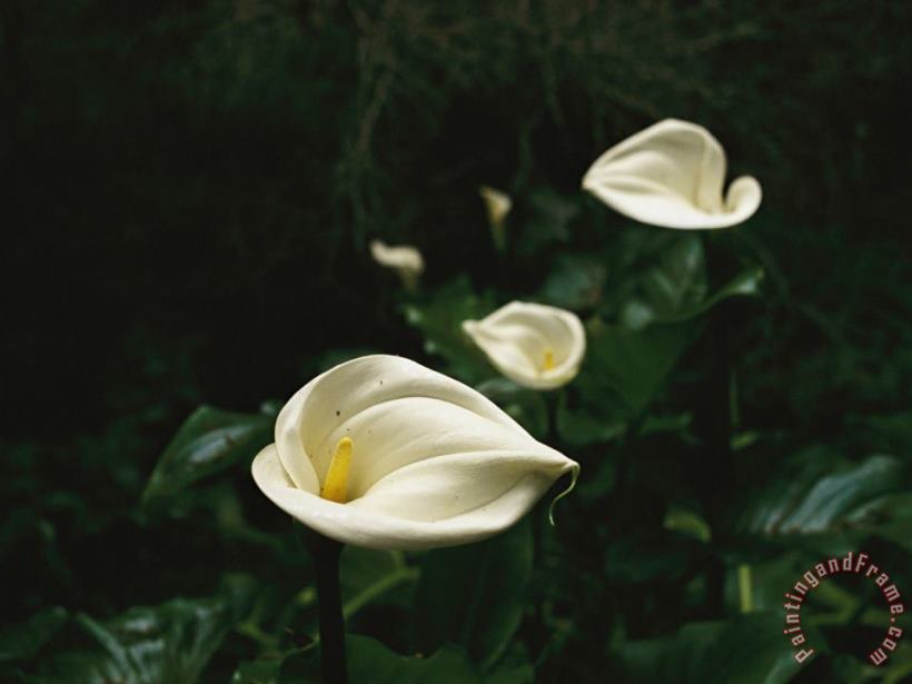 Raymond Gehman Calla Lilies in Plum Orchard Art Print