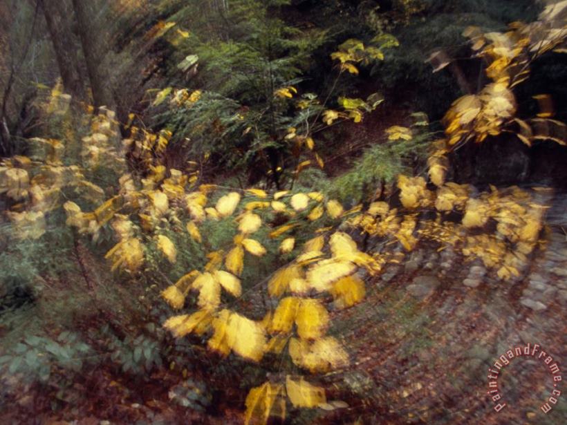 Raymond Gehman Camera Movement Creates Swirl of Birch Leaves in Appalchian Woodland Art Painting