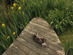 Raymond Gehman Cat Relaxing on a Wooden Deck Near Yellow Irises in Bloom