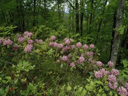 Raymond Gehman Catawba Rhododendrons in Hanging Rock State Park North Carolina