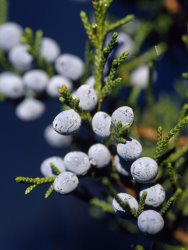 Raymond Gehman Close Up of a Red Cedar Branch Full of Berries