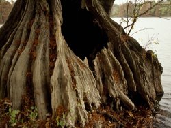 Raymond Gehman Close Up of The Base of a Bald Cypress Tree at Water S Edge