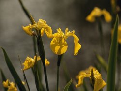 Raymond Gehman Close Up of Yellow Irises in Bloom