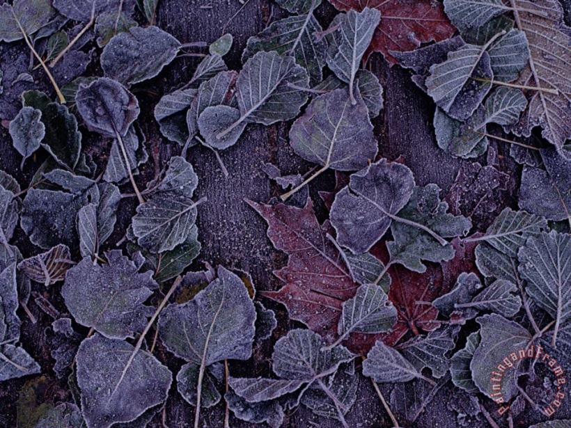 Close Up View of Frost on Fallen Alder Leaves painting - Raymond Gehman Close Up View of Frost on Fallen Alder Leaves Art Print