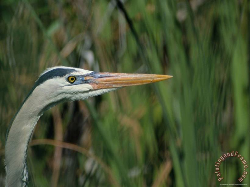 Close View of a Great Blue Heron painting - Raymond Gehman Close View of a Great Blue Heron Art Print