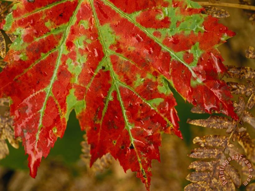 Raymond Gehman Close View of a Red Maple Leaf on Franey Mountain in Cape Breton Highlands National Park Art Print