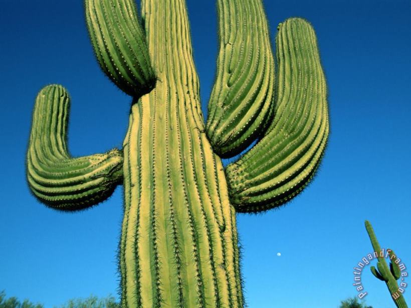 Raymond Gehman Close View of a Saguaro Cactus Art Painting