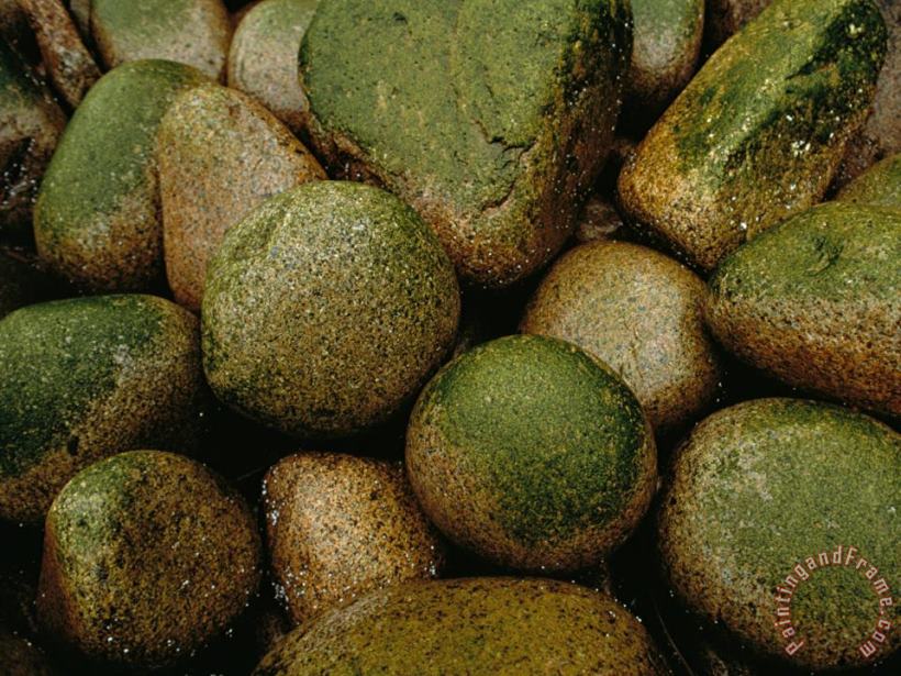 Raymond Gehman Close View of Moss Covered Stones in Rain Art Print