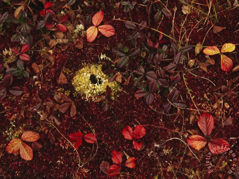 Raymond Gehman Cranberry Creepers Entwine a Mat of Sphagnum Moss Art Print