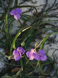 Raymond Gehman Delicate Purple Blossoms on a Spiderwort Plant