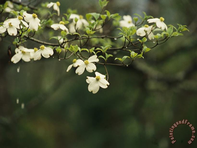Delicate White Dogwood Blossoms Cover a Tree in The Early Spring painting - Raymond Gehman Delicate White Dogwood Blossoms Cover a Tree in The Early Spring Art Print