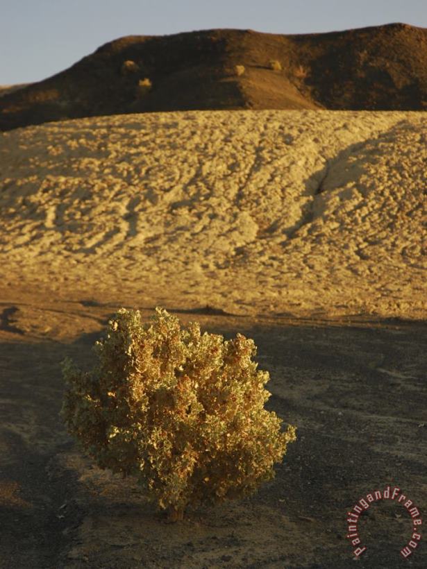 Desert Plant in Death Valley California painting - Raymond Gehman Desert Plant in Death Valley California Art Print