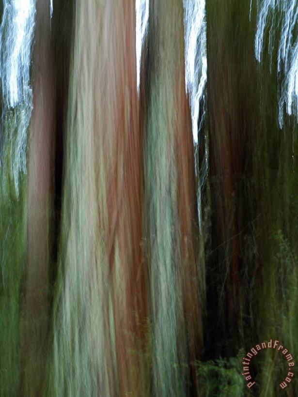 Raymond Gehman Detail of Giant Redwood Tree Trunk And Bark Art Painting
