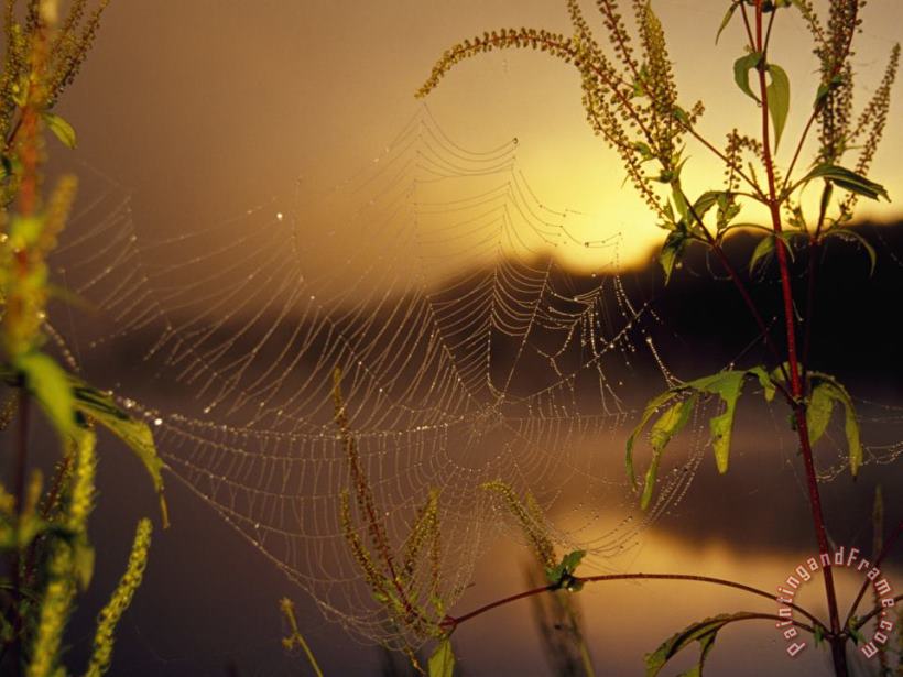 Raymond Gehman Dew Glistening in a Spider S Web at Sunrise Art Painting