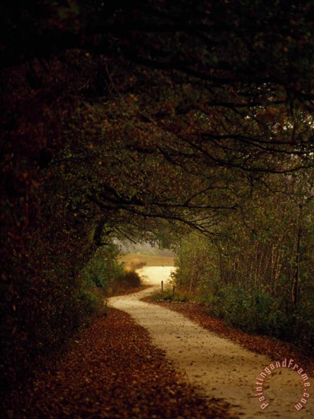 Raymond Gehman Dirt Road Through a Forest Leading Out Into a Field Art Print