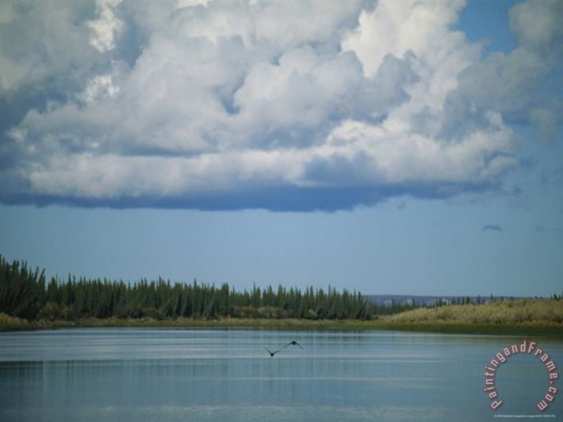 Raymond Gehman Ducks Fly Above The Mackenzie River Beneath White Clouds Art Print