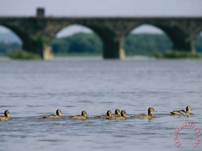 Raymond Gehman Ducks Paddle Across The Susquehanna River Near The Rockville Bridge Art Painting