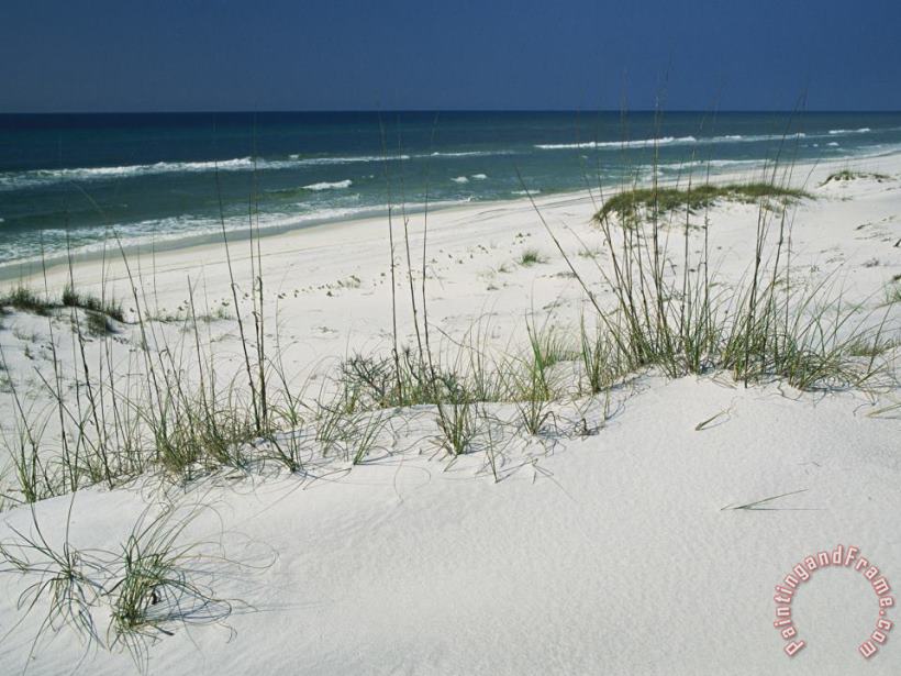 Raymond Gehman Dune Grasses Hold White Sand in Place Along a Stretch of Beach Art Print