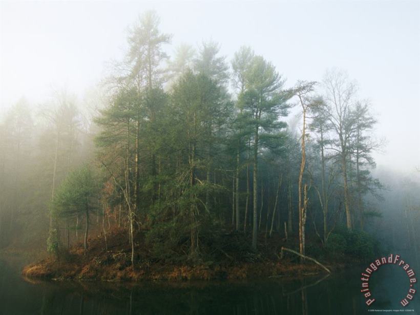 Early Morning Fog in The Trees Around Otter Lake painting - Raymond Gehman Early Morning Fog in The Trees Around Otter Lake Art Print
