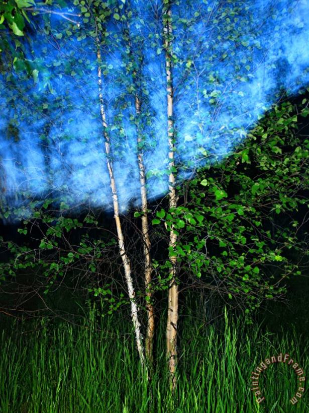 Early Summer Leaves of Aspen Trees Stand Out Against a Twilight Sky painting - Raymond Gehman Early Summer Leaves of Aspen Trees Stand Out Against a Twilight Sky Art Print