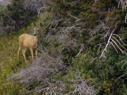 Raymond Gehman Ears Cocked a Mule Deer Pauses in a Clearing in Cascade Canyon