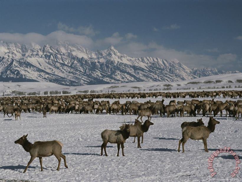 Raymond Gehman Elk Or Wapiti at The National Elk Refuge Jackson Wyoming Art Painting