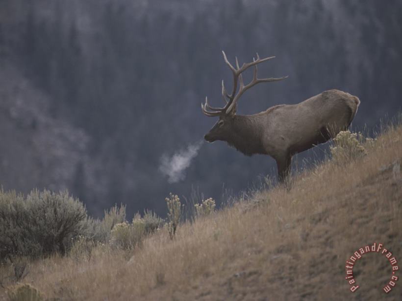 Raymond Gehman Elk Or Wapiti Bull on a Hillside in Yellowstone National Park Art Print