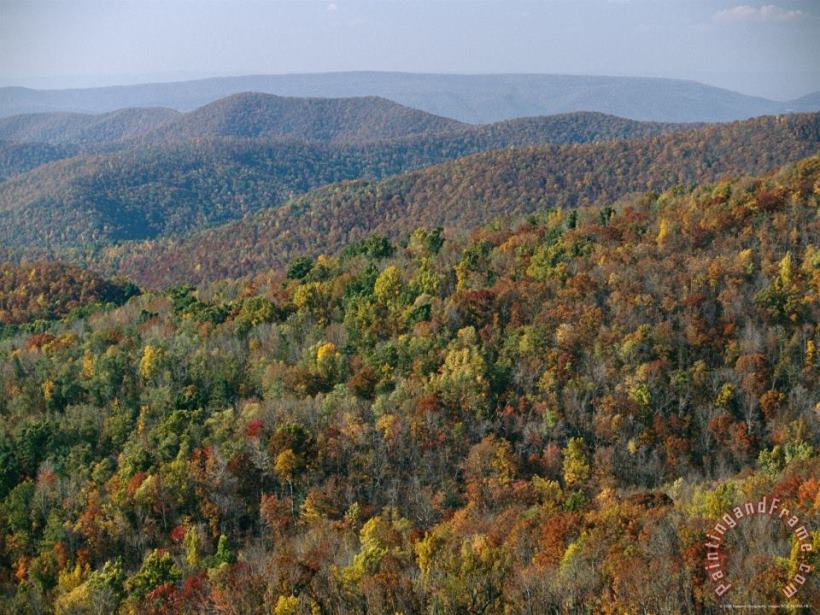 Fall Colors in Forests Along Tanners Ridge with View of Massanutten Mountain painting - Raymond Gehman Fall Colors in Forests Along Tanners Ridge with View of Massanutten Mountain Art Print