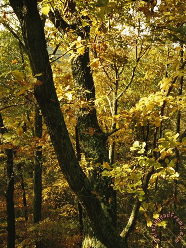 Raymond Gehman Fall Foliage in an Appalachian Trail Forest Art Print