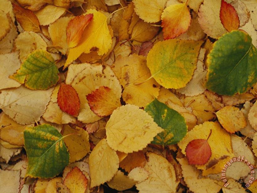 Fallen Autumn Leaves painting - Raymond Gehman Fallen Autumn Leaves Art Print