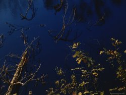 Raymond Gehman Fallen Sweet Gum Tree Lying in The Dismal Swamp Canal