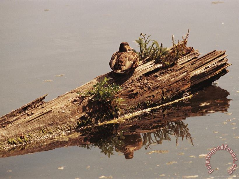 Female Mallard Anas Platyrhynchos Rests on a Submerged Log painting - Raymond Gehman Female Mallard Anas Platyrhynchos Rests on a Submerged Log Art Print