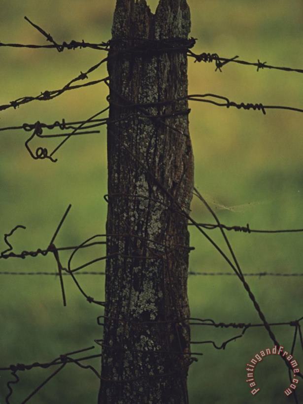 Raymond Gehman Fence Post with Tangled Knots of Barbed Wire Art Print