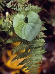Raymond Gehman Fern Frond And a Heart Shaped Leaf in a Shady Woodland Setting
