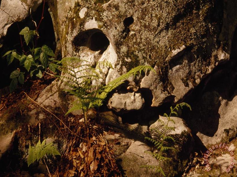 Raymond Gehman Fern Growing Near a Moss Covered Rock Art Print