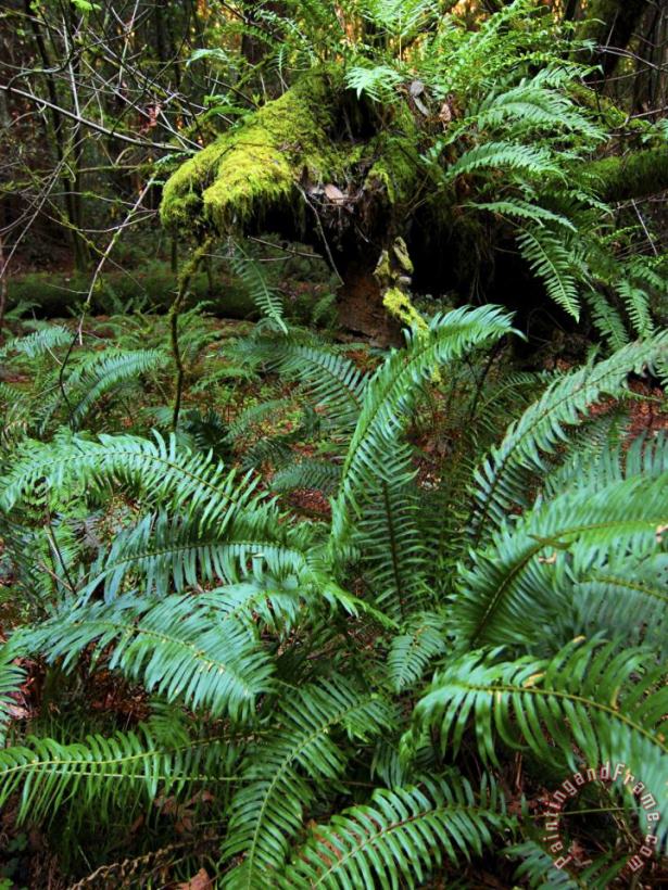 Raymond Gehman Ferns And Redwoods in Muir Woods National Monument California Art Painting