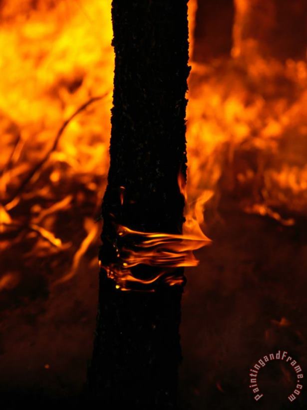 Raymond Gehman Fire Burns a Ponderosa Pine Forest on The Reservation Art Print